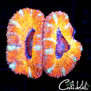 CK Penny Wise Double