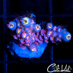 Ultimate Red Polpy Tenius