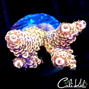 Honey Comb Milli