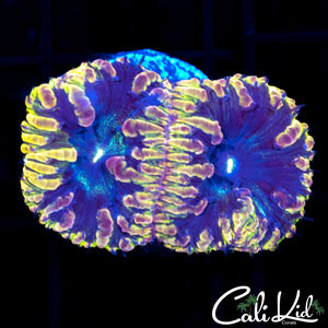 CK Lights Out Blasto Double