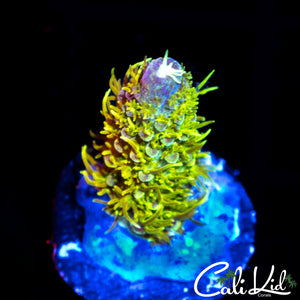 Rainbow Stag Frag
