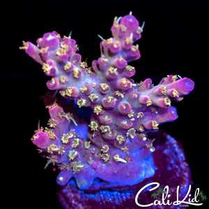 Confetti Type Frag