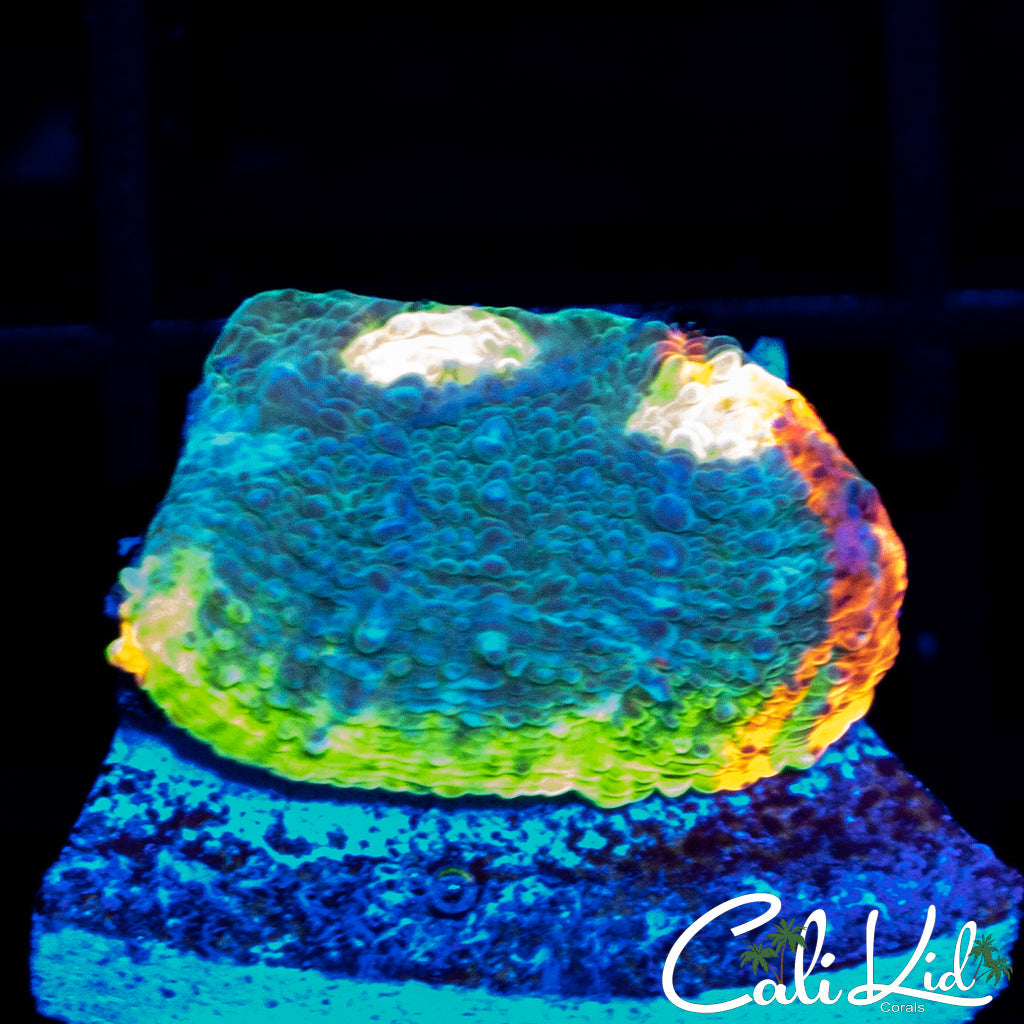 SC Dynamite Chalice
