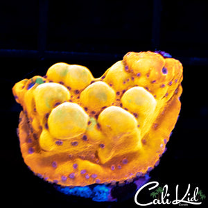 CK Bubonic Monti