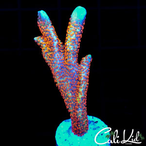 Bubble Gum Digi
