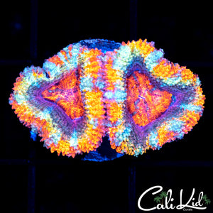 Ultimate Rainbow Acan Double