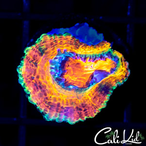 CK Merkules 2.0