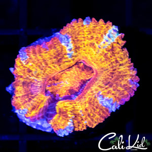 Tiger Stripe Acan Lord