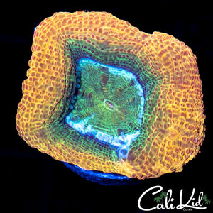 Sour Apple Bowerbanki