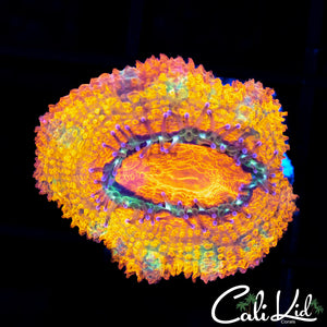 Rainbow Acan Morph