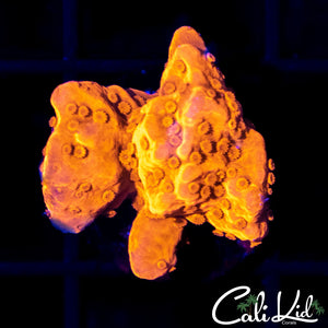 Ultra Setosa Frag