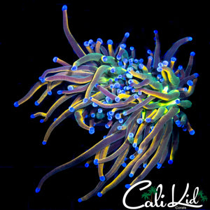 BEAUTIFUL MEDUSA TORCH (AQUACULTURED)