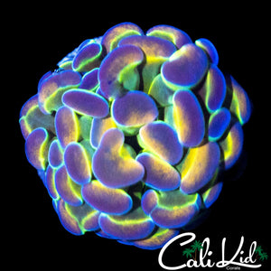 OG HOLOGRAM HAMMER