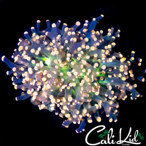 PINK TIP / GREEN MOUTH FROGSPAWN