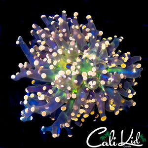 PINK TIP / GREEN MOUTH FROGSPAWN