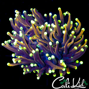 GOLD TIP INDO GOLD TORCH