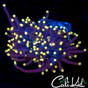 SUPER BRIGHT PEACH TIP TORCH