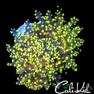 TRUE YELLOW BRANCHING OCTOSPAWN
