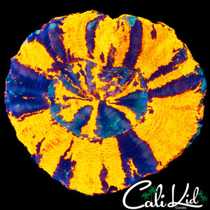 XL STRIPED PATTERN SCOLY