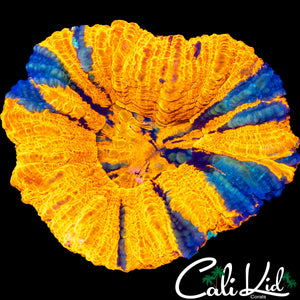 LARGE QUAD COLOR SCOLY