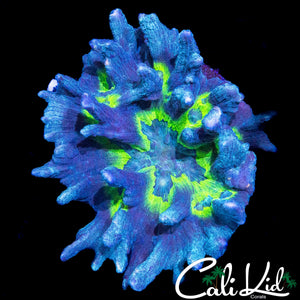 LARGE RAINBOW PECTINIA COLONY