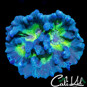 LARGE RAINBOW PECTINIA COLONY