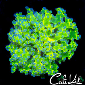TRI COLOR BRANCHING FROGSPAWN