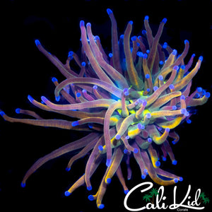 AQUACULTURED MEDUSA TORCH