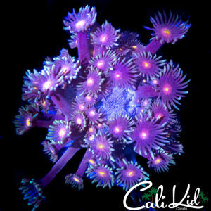 RARE TRI COLOR BRANCHING GONI