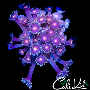 RARE TRI COLOR BRANCHING GONI