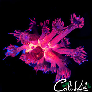 FIREWORKS GONI