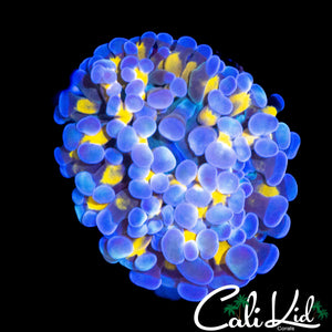 GOLDEN BRANCHING HAMMER