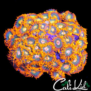 ULTRA ZOA COLONY