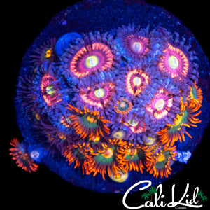 ASSORTED ZOA COLONY