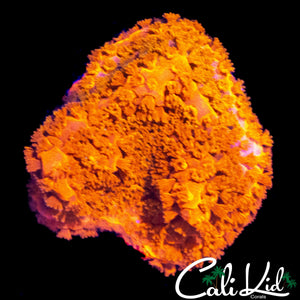 LONG POLYP STARBURST MONTI