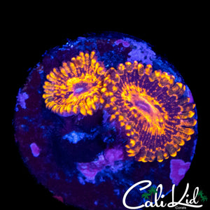CK MAUL ZOA DOUBLE