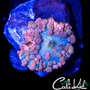 BUBBLY NEPTUNE BOUNCE SHROOM