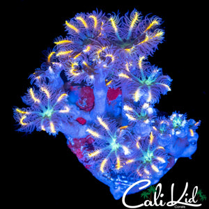 RAINBOW CLOVES