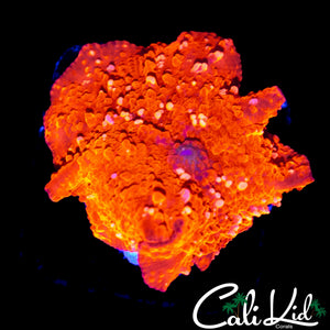 LARGE SPECKLED INFERNO SHROOM