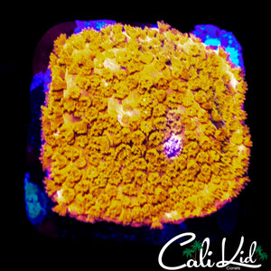 LARGE POLYP STRABURST MONTI