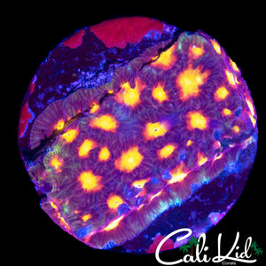 RAINBOW EYE FAVIA