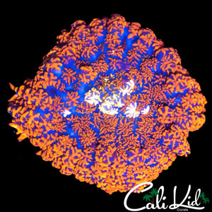 XL WHITE EYE RHODACTIS