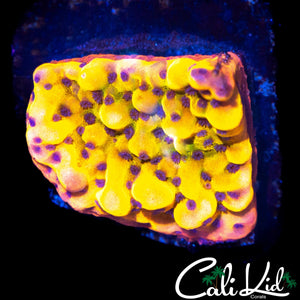 CK BUBONIC MONTI