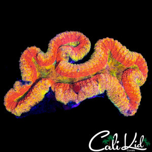 ULTIMATE RAINBOW SYMPHYLLIA XL