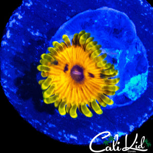 BIG BIRD & KERMIT ZOA