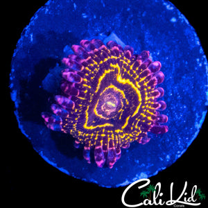 LARGE STRASTOSPHERE ZOA