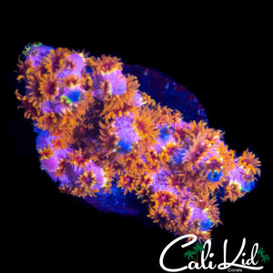 BRANCHING RAINBOW CYPHASTREA