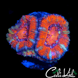 ULTRA STRIPED ACAN TRIPLE