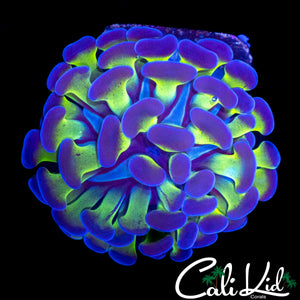PURPLE / GREEN BRANCHING HAMMER