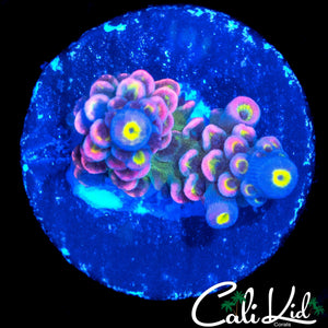 INSANE RAINBOW TENIUS